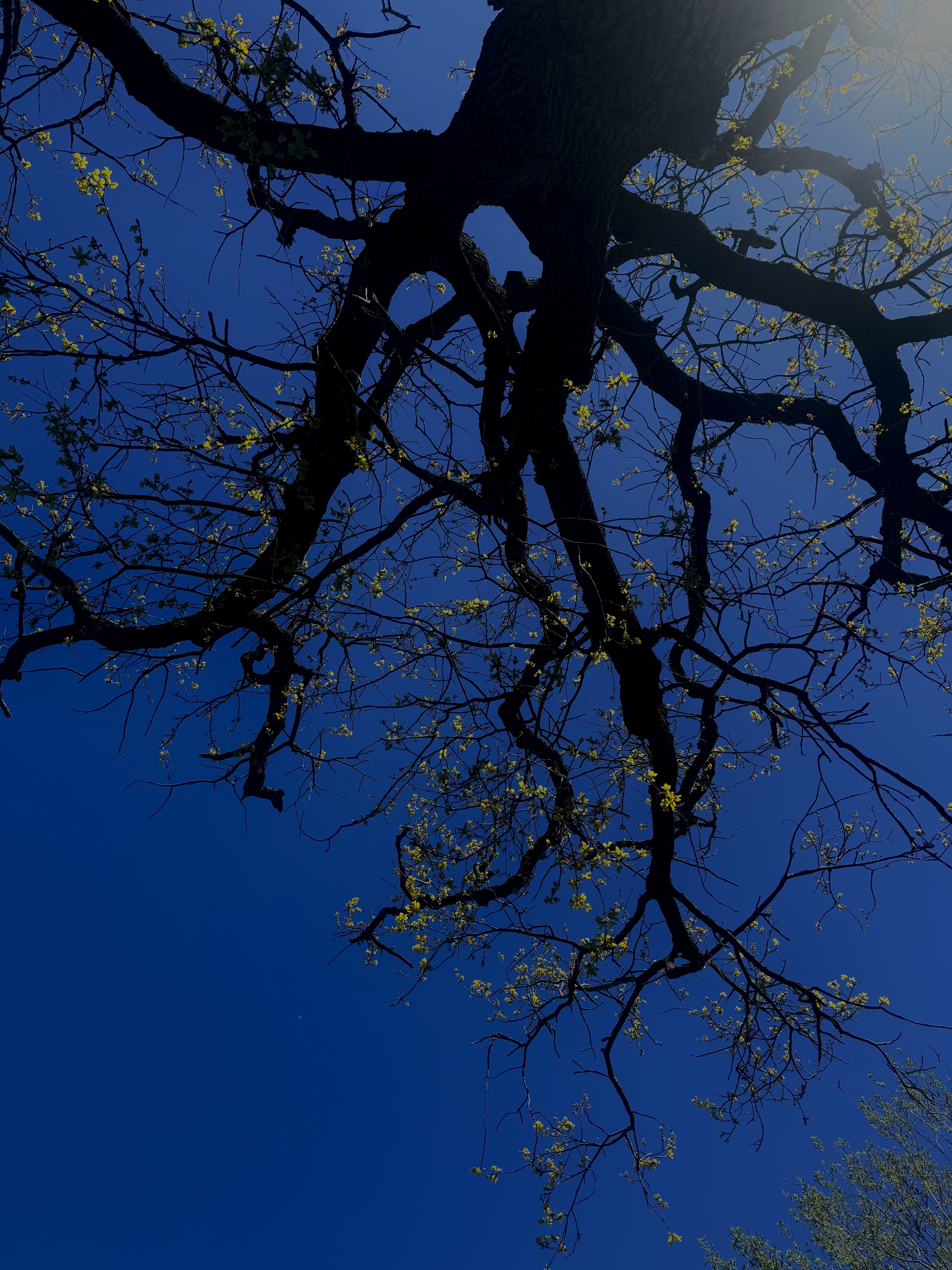 Oak tree at Heronbank, University of Warwick